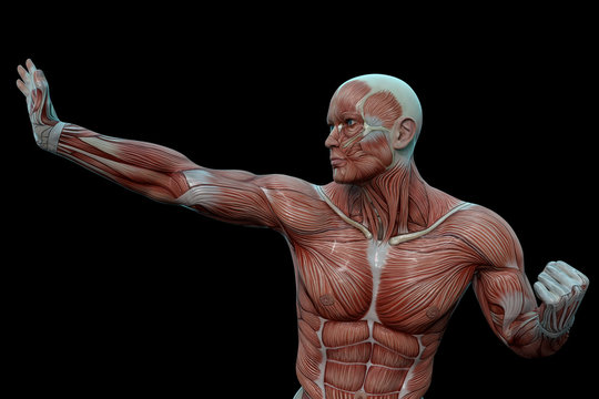 Muscular man (anatomical vision) in a defense pose. 3D illustration.