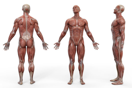 Muscular man front and back view anatomical vision. 3D illustration.