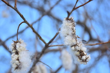 branch of a tree