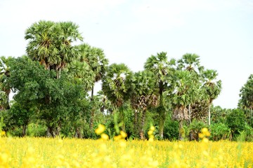 View of sugar palm and yellow fields.