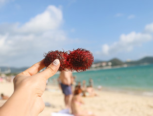 tropical orangutan fruit on sky background © studybos