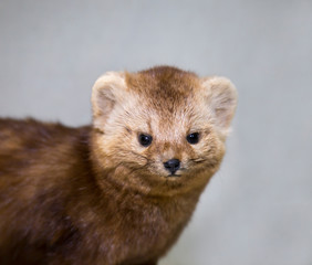 Fototapeta premium Portrait of a beautiful fluffy brown sable on a blue background, stuffed. Animals, fur farming, valuable furs.