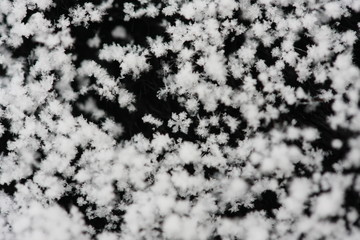 Snow crystals observed in winter
