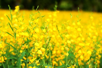 The yellow flowers in the field