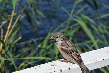 sparrow on branch
