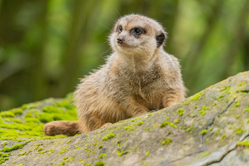 a Meerkat sitting on a rock being alert