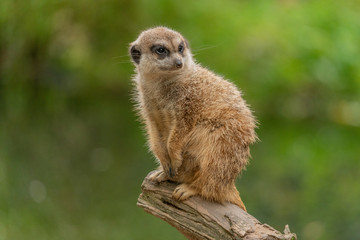 Naklejka na ściany i meble Cute meerkat sitting on a tree trunk with a lush green background