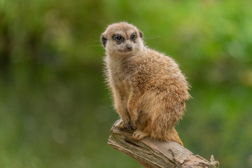 Fototapeta premium Cute meerkat sitting on a tree trunk with a lush green background