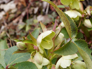 Hellébore de Stern (Helleborus x sternii) au feuillage vert, dentelé et marbré de blanc, taché de brun pourpre, aux grappes de fleurs couleur prune