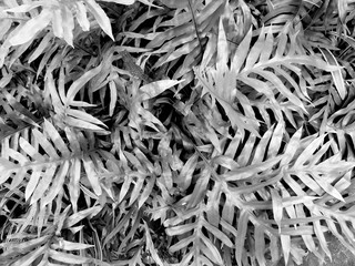 Black and white background Fibers and patterns on the leaves.
