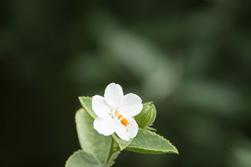 Obraz premium white flower in the garden