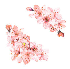 Watercolor hand painted sakura cherry blossom flowers illustration isolated on white background