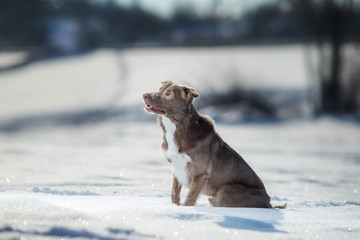 border collie dog