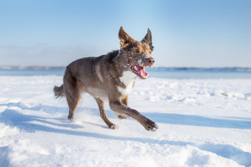 border collie dog
