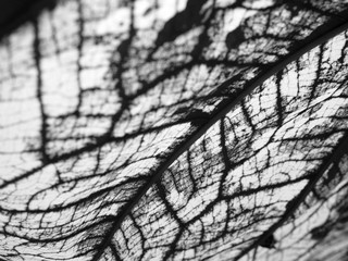 Black and white background Fibers and patterns on the leaves.
