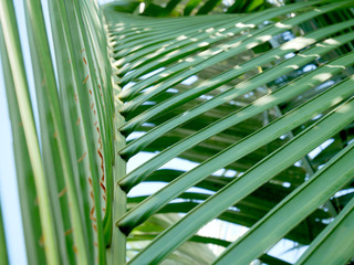Fototapeta na wymiar Green leaf pattern background.