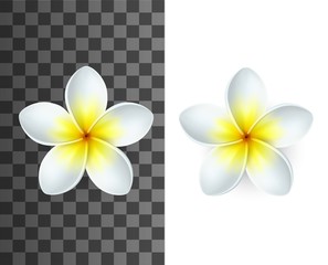 Plumeria tropical flowers 3d vector of exotic flowering plants. Realistic blossom of Hawaiian frangipani with white and yellow petals on transparent and white background, floral decoration design - obrazy, fototapety, plakaty
