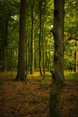 Wald Spaziergang