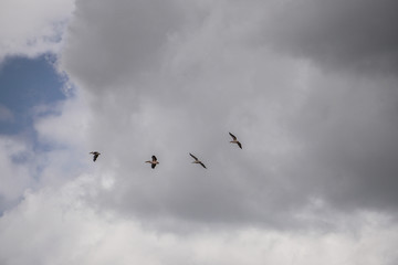 Obraz premium Pelicans in the sky
