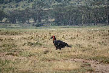Black bird in Nakuru National Park, Kenya