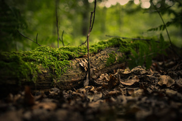 Wald Spaziergang