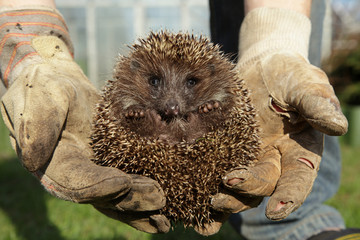 Hedgehog in working gloves