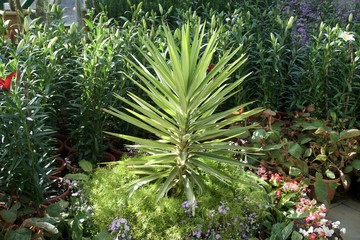 Flowers in the glass house garden 