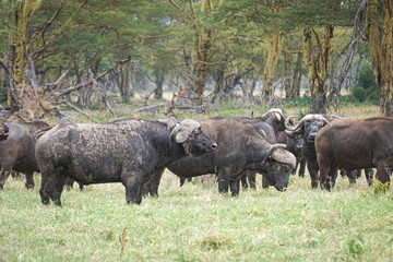 herd of Cape buffalo