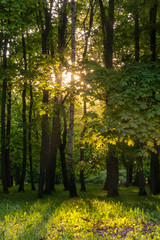 Summer forest scene with dark yellow sunset rays coming through green foliage.