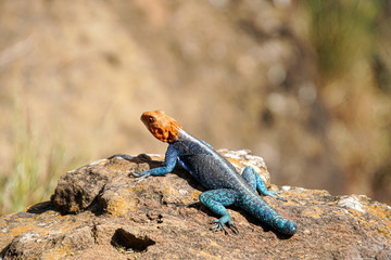 Red-headed Lizard on a rock