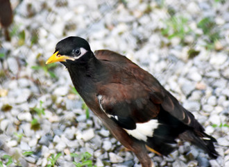 A small, cute myna bird with brown-black-white feathers with a yellow mouth walking on a gray gravel field.