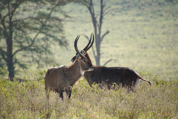 Waterbuck
