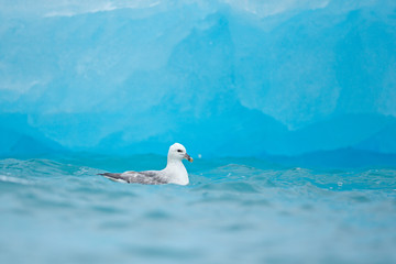 Northern Fulmar, Fulmarus glacialis, white bird in the blue water, dark blue ice in the background,...