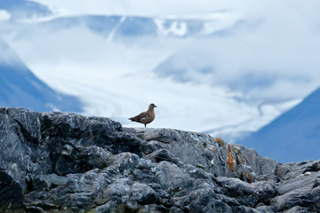 Brown skua, Catharacta antarctica, water bird sitting on the rock, svalbard Norway. Icebreaker with...