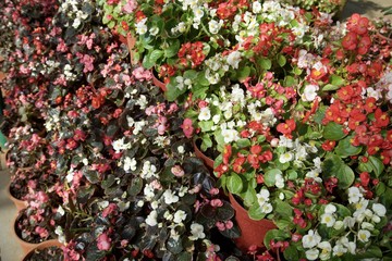 Flowers in the glass house garden 