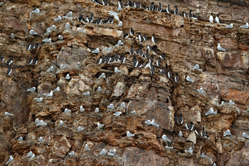 Bird colony on the rock. Brunnich's Guillemot and gulls, white birds with black heads sitting on...