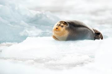 Naklejka premium Arctic marine wildlife. Cute seal in the Arctic snowy habitat. Bearded seal on blue and white ice in arctic Svalbard, with lift up fin. Wildlife scene in the nature. Icebreaker with seal.