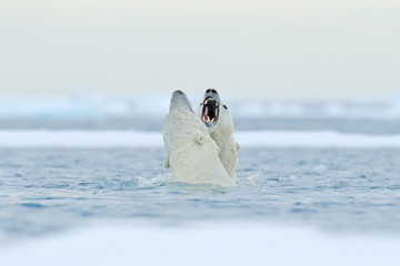 Polar bear dancing on the ice. Two Polar bears love on drifting ice with snow, white animals in the nature habitat, Svalbard, Norway. Animals playing in snow, Arctic wildlife. Funny image from nature. © ondrejprosicky