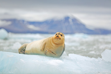 Arctic marine wildlife. Cute seal in the Arctic snowy habitat. Bearded seal on blue and white ice in arctic Svalbard, with lift up fin. Wildlife scene in the nature. Icebreaker with seal.