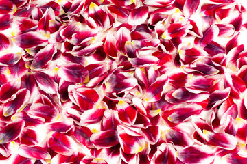 Naklejka na ściany i meble Floral background with red and white tulip flower leaves. 