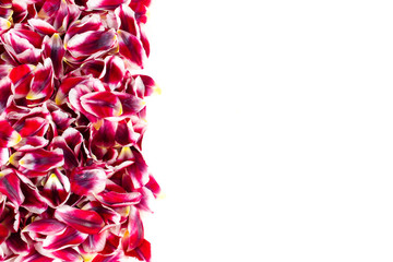 Vertical border with a group of the same petals of pink red tulips. White background with space for text.