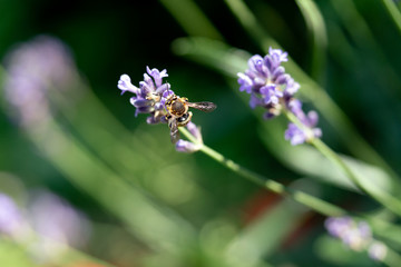 Honey bee on lavender flower. Honey bee is collecting pollen.