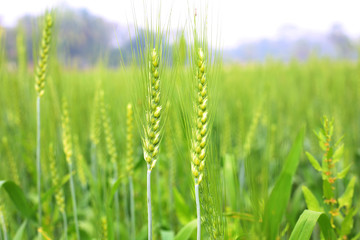 Fototapeta na wymiar Green Wheat whistle, Wheat bran fields and wheat leaf
