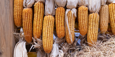 Dry corn and hay rustic background 