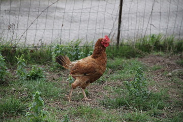 Domestic colorful chickens in the farmyard 