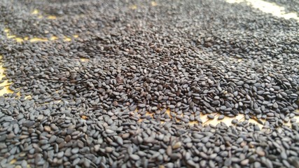 Close-up of black sesame