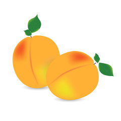 Vector illustration of two ripe peaches with leaves isolated on a white background. An element of your design.
