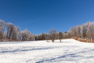 Wonderful Winter Forest in the mountanes. Picture of wild area. Scenic image of fairy-tale woodland.