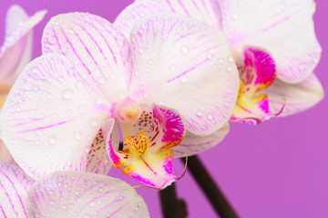 Fototapeta na wymiar white orchid close up view on pastel pink background. - Image