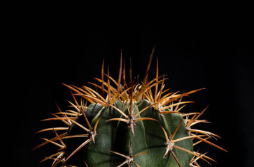 Cactus on black background, Melocactus cactus